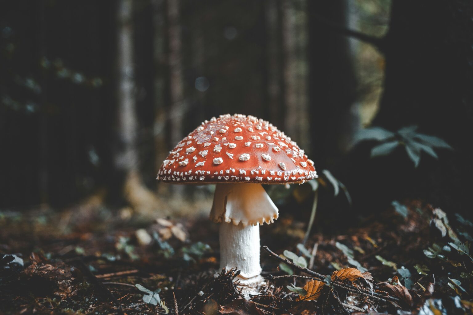 Nature is a teacher – What happens when you allow everything to be “as it is”?