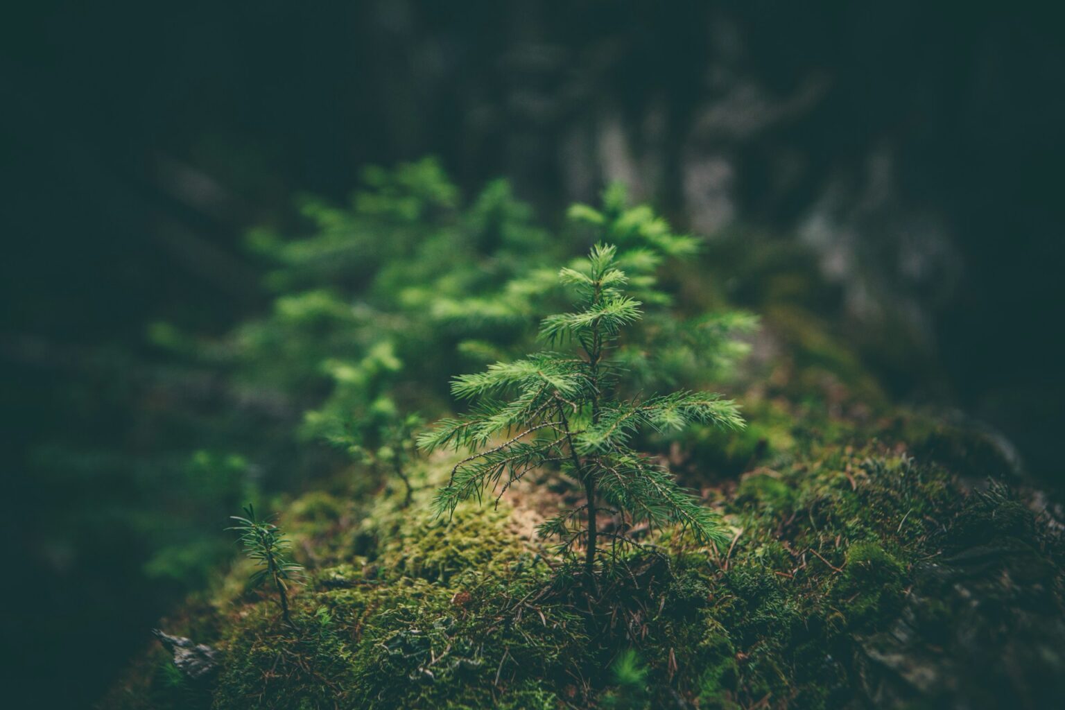 Connecting to Care